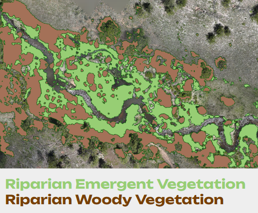 Riparian emergent and woody vegetation classification map, derived from drone imagery