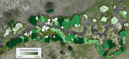 Canopy height classification map of a riparian corridor, derived from drone imagery